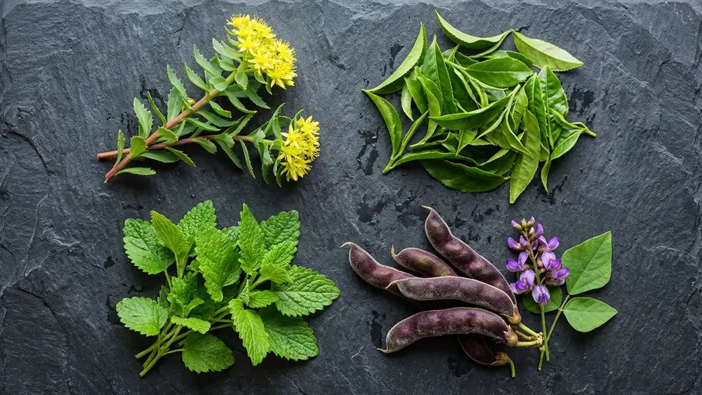 Rhodiola, green tea, lemon balm, and Mucuna pruriens botanical ingredients arranged on slate